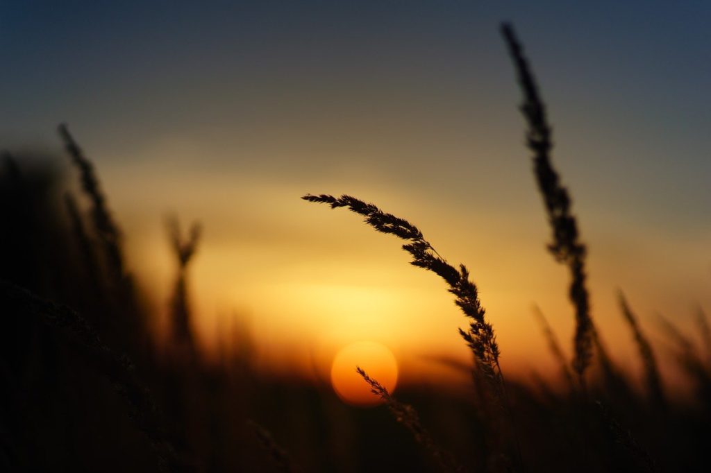 sunset, nature, field-3679737.jpg